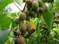 کیوی سخت / هاردی کیوی
